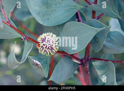 Crema e mauve fiore globulare e grandi foglie blu verde del mare australiano nativo Urchin Hakea, Hakea petiolaris, famiglia Proteaceae Foto Stock