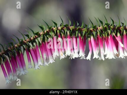 Fiori rosa, rossi e bianchi a forma di campana della Fuchsia Heath australiana, Epacris longiflora, famiglia Ericaceae, che cresce in un sottobosco di Sydney Foto Stock