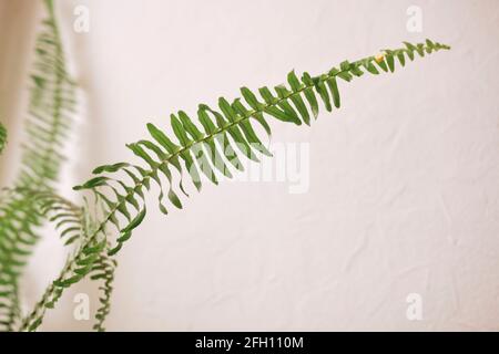 ramo fern isolato su bianco. Foglia Fern. Fogliame ornamentale, Foto Stock