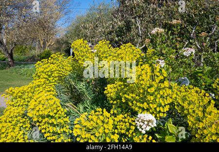 Euphorbia characias subsp. Wulfenii (spurge mediterraneo) pianta che cresce in primavera in un parco nel Sussex occidentale, Inghilterra, Regno Unito. Sprimpulsi gialli. Foto Stock