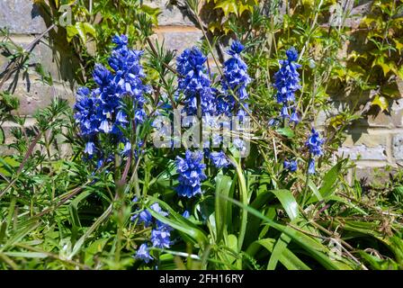 Un piccolo grumo di Bluebells spagnoli (Hyacinthoides hispanica) che cresce in un parco in primavera (metà aprile) nel Sussex occidentale, Inghilterra, Regno Unito. Foto Stock