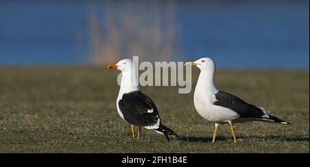 Coppia di gabbiano con retro nero più piccolo Foto Stock