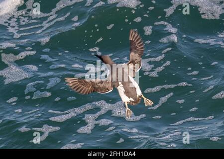 Murre comune aka guillemot comune, aria aalge, Durlston Head, Dorset, Regno Unito Foto Stock