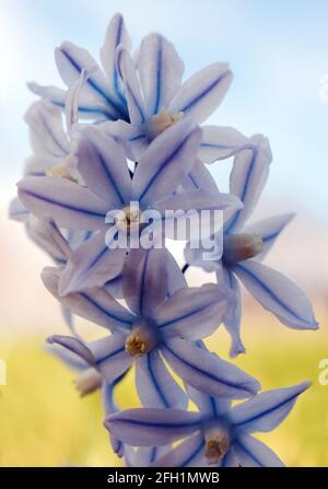 Gli scilloides di Puschkinia, comunemente conosciuti come squill a strisce o fiori di squill del Libano in closeup Foto Stock