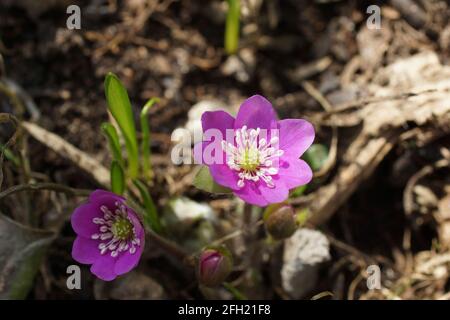 Giardino hepatics rosa Anemone hepatica (comune hepatica, liverwort, kidneywort, centella), Hepatica nobilis ha rivelato in primavera nel giardino. Foto Stock