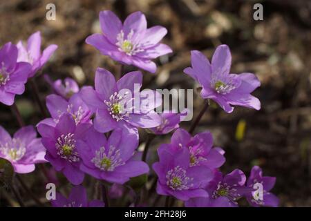 Giardino hepatics rosa Anemone hepatica (comune hepatica, liverwort, kidneywort, centella), Hepatica nobilis ha rivelato in primavera nel giardino. Foto Stock