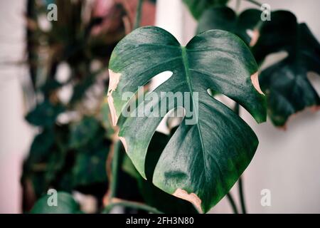Primo piano della foglia di Monstera. Foglie tropicali di palma Monstera isolato su sfondo bianco. Concetto di natura tropicale. Foto Stock