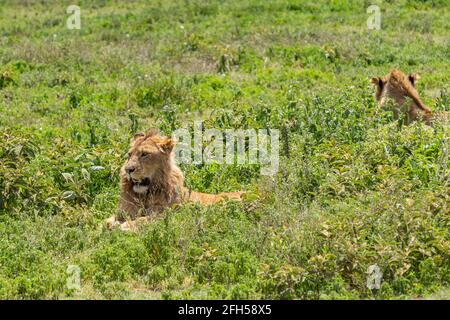 Due bellissimi leoni maschili adulti si trovano sul campo d'erba nella zona di consevazione di Ngorongoro, Serengeti Savanna Tanzania - safari africano safari di avvistamento della fauna selvatica Foto Stock