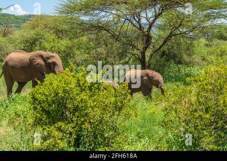 Elefante afro cespuglio con qui i bambini che camminano attraverso i cespugli nel Parco Nazionale di Tarangire in Tanzania. Foto Stock