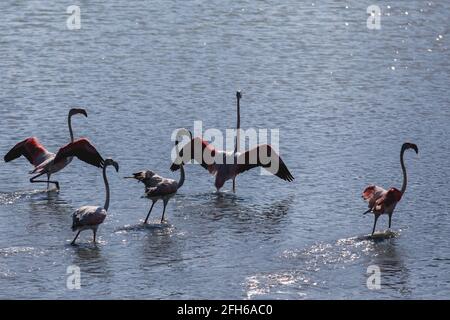 Vista del fiocco di Flamingo in piedi in acqua, a Calpe, Las Salinas lago salato, fenicotteri rosa nella provincia di Alicante, Valencia, Spagna Foto Stock