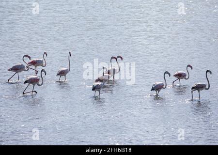 Vista del fiocco di Flamingo in piedi in acqua, a Calpe, Las Salinas lago salato, fenicotteri rosa nella provincia di Alicante, Valencia, Spagna Foto Stock