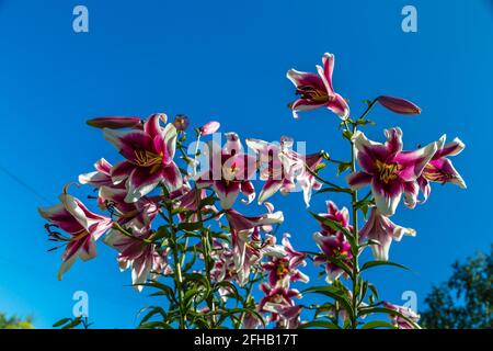 Oriental Hybrid Lilium Friso fiori in giardino Foto Stock