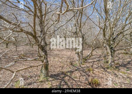 Alberi decidui senza foglie in un bosco soleggiato in Springtime. Per l'inizio della primavera nel Regno Unito, sole di primavera, stagione di primavera. Foto Stock