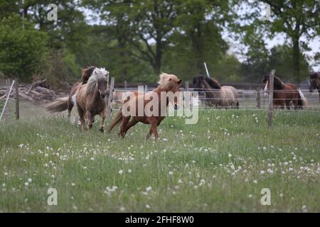 I cavalli islandesi corrono in un prato per pascolare Foto Stock