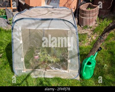 C'è un piccolo telaio freddo con piante nel giardino Foto Stock