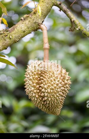 Monthong durian su albero, re di frutta dalla Thailandia Foto Stock