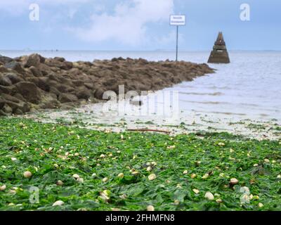 Primo piano di conchiglie di cozze sparse sulle alghe alluvionali con vista verso l'orizzonte su un muro di pietra con marcature marine triangolari. Foto Stock