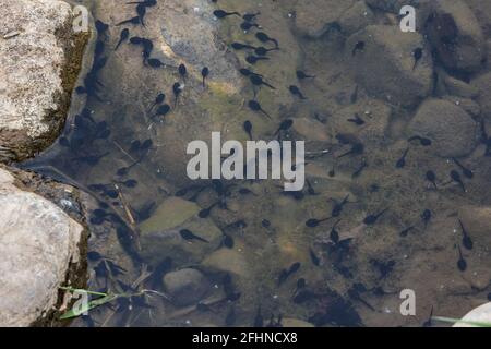 Tadpoli in primavera sotto la superficie dell'acqua su il fiume ribble Foto Stock