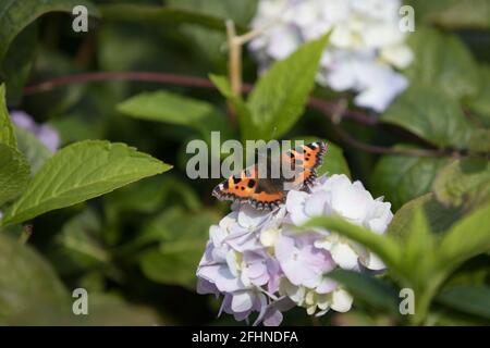 Grande tortoiseshell farfalla seduta su un fiore bianco. Insetto britannico in un giardino britannico in estate Foto Stock