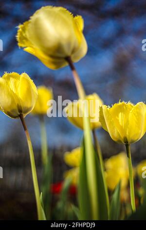 le gemme di tulipano belle fioriscono e odorano in un giardino botanico Foto Stock