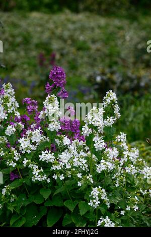 Lunaria annua, onestà viola, onestà bianca, fiori viola e bianco, schema di piantagione mista, fiori viola, fioritura, biennale, primavera nel giardino, sprin Foto Stock