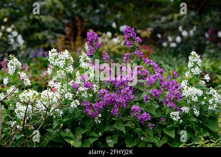 Lunaria annua, onestà viola, onestà bianca, fiori viola e bianco, schema di piantagione mista, fiori viola, fioritura, biennale, primavera nel giardino, sprin Foto Stock