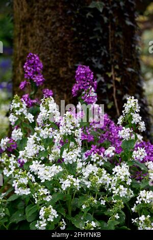 Lunaria annua, onestà viola, onestà bianca, fiori viola e bianco, schema di piantagione mista, fiori viola, fioritura, biennale, primavera nel giardino, sprin Foto Stock