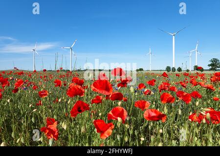 Turbine eoliche moderne, campo di fiori di papavero in autunno. Fiori di papavero rosso e fiori di mais blu in piena fioritura. Energia verde alternativa, ecocompatibile Foto Stock