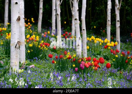 Tulipani rossi e gialli, tulipa apeldoorn, tulipa Golden Apeldoorn, alberi di betulla argentata, bluebells, primavera nel giardino, tulipani e alberi di betulla, visualizzazione tulipano, Foto Stock