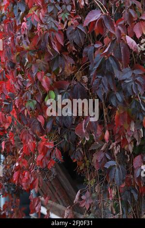 le grandi foglie rosse di uve selvatiche caddero Foto Stock