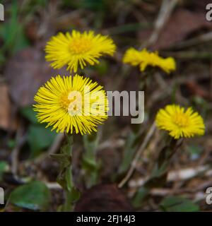 Primi fiori primavera coltsfoot. Fiore medico giallo su sfondo sfocato con bokeh. Foto Stock