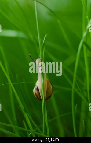 Macrofotografia dell'uva di lumaca su una lama di erba che si arrampica. Lumaca su gambo verde. Bella lumaca solitaria su un gambo verde di e sull'erba. Foto Stock