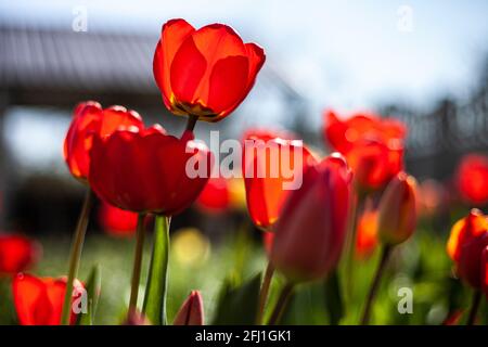 le gemme di tulipano belle fioriscono e odorano in un giardino botanico Foto Stock