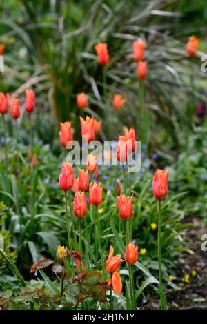 tulipa ballerina, tulipani fioriti in giglio, tulipani arancioni, tulipano arancio, primavera in giardino, RM Floral Foto Stock
