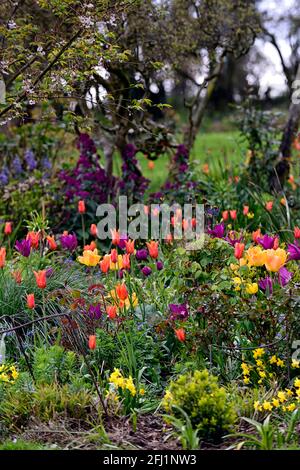 tulipa imperatore d'arancia, tulipa ballerina, tulipa sogno viola, fiori viola arancio, mix, schema di piantagione mista, tulipani, primavera nel giardino, letto tulipano, borde Foto Stock