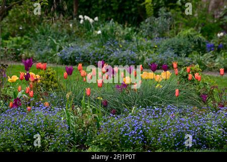 tulipa imperatore d'arancia, tulipa ballerina, tulipa sogno viola, myosotis sylvatica, dimenticare-me-nots, arancio viola fiori blu, mix, misto schema di piantatura,tuli Foto Stock