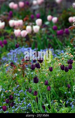 Tulipa Paul Scherer,Tulip Paul Scherer,tulipano trionfale,tulipani,fiori viola-neri,fiore,fioritura,dimenticare-me-nots,tulipano salmone van eijk,misto piantando Foto Stock