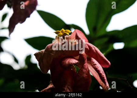 Sanguinante cuore fiore di vite con fiore giallo piccolo nel centro Foto Stock