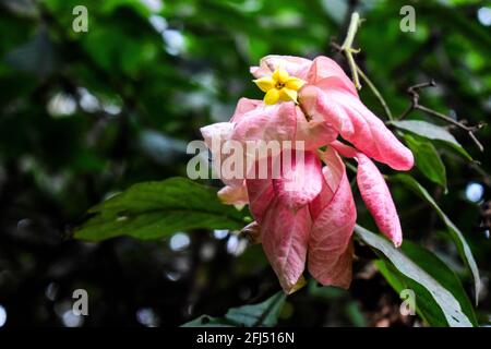 Sanguinante cuore fiore di vite con fiore giallo piccolo nel centro Foto Stock