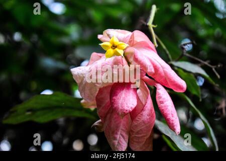 Sanguinante cuore fiore di vite con fiore giallo piccolo nel centro Foto Stock