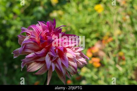 Rosa dalia fiore Foto Stock