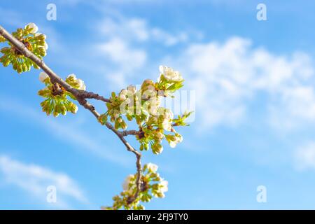 Fiori bianchi e boccioli verdi con foglie su un ramo di ciliegia sullo sfondo del cielo, panorama della natura in primavera, copia spazio. Foto Stock