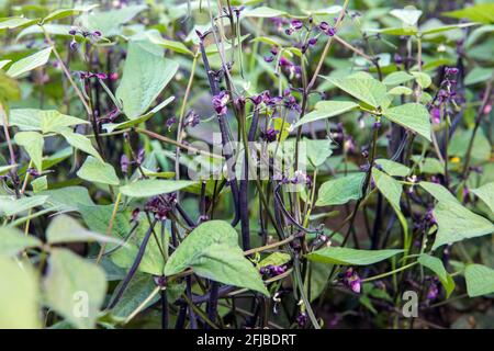 Primo piano vista di fresco colore viola lunghi baccelli di fagioli che crescono in giardino di verdure in autunno. I fagioli viola sono fagioli verdi travestiti da una pelle violetta. Foto Stock