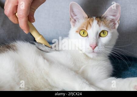 Cura del corpo Cat. Pettinatura della pelliccia con una spazzola speciale Foto Stock