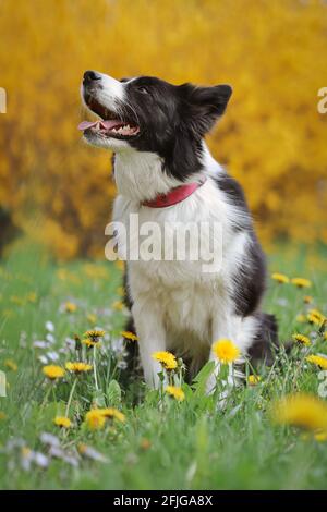 Adorabile Border Collie si trova nel prato con il dente di leone giallo. Cane bianco e nero in primavera natura. Foto Stock