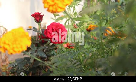 rosa in giardino con fiore di samanthi marigoloso giallo dorato Foto Stock