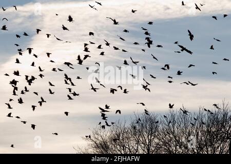 I ruscelli stanno volando al suo ruggero per la notte. Foto Stock