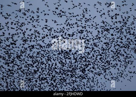 I ruscelli stanno volando al suo ruggero per la notte. Foto Stock