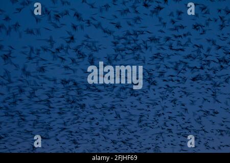 I ruscelli stanno volando al suo ruggero per la notte. Foto Stock