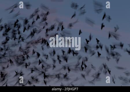 I ruscelli stanno volando al suo ruggero per la notte. Foto Stock